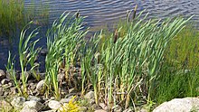 The broadleaf cattail plant (Typha latifolia) Broadleaf Cattail (Typha latifolia) - Gander, Newfoundland 2019-08-21.jpg