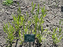 Bromus rigidus - Grădina Botanică din Copenhaga - DSC08052.JPG