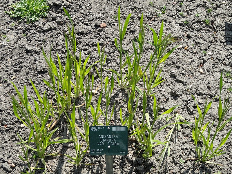 File:Bromus rigidus - Copenhagen Botanical Garden - DSC08052.JPG