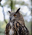 * Nomination A captive Eurasian Eagle-owl (Bubo bubo) in Mafra, Portugal -- Alvesgaspar 14:37, 6 November 2023 (UTC) * Promotion  Support Good quality. --Ermell 20:59, 8 November 2023 (UTC)