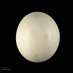 Яйця Bubo ascalaphus в оологічній колекції, Тулузький музей