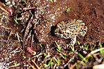 Yosemite Toad