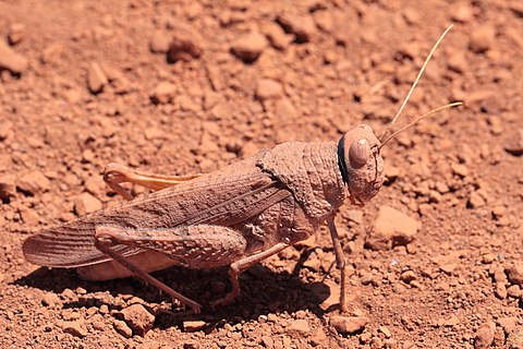 Rufous Toadhopper (Buforania rufa)