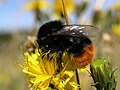 Humlebier: Udseende og levevis, Snyltehumler, Arter i Danmark