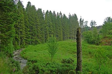 Crynoch Burn flowing through Oldman Wood. Burn near riding track for Redwing Stables, Kincardineshire.jpg