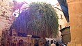 Grm ispred Kapele Gorućeg grma
