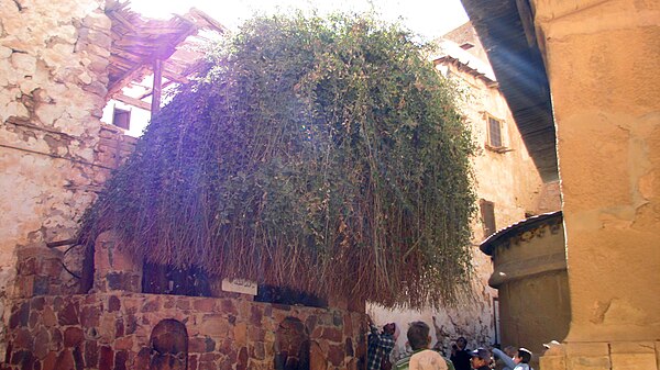 The monastery's centuries-old bramble is considered to be the biblical burning bush.