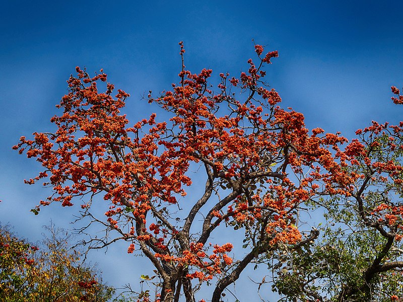 File:Butea monosperma against the blue sky AJTJ P1090577.jpg