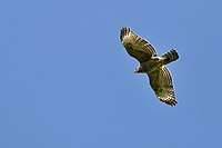 Rotschulterbussard (Buteo lineatus)