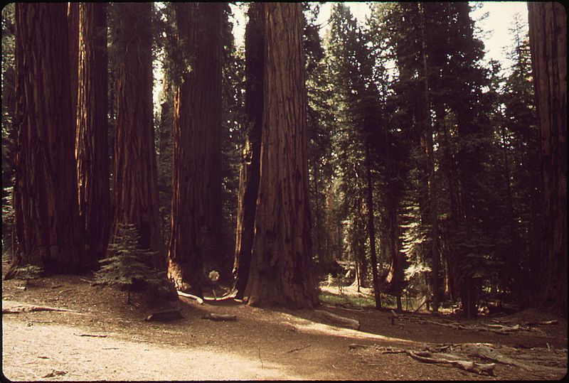 File:CONGRESS TRAIL SEQUOIA AND KINGS CANYON NATIONAL PARKS - NARA - 542750.jpg