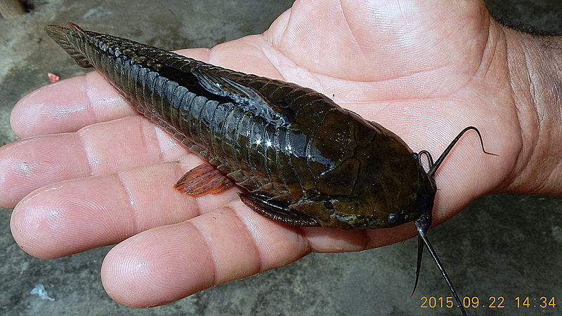 File:Callichthys callichthys (Linnaeus, 1758) (21709002796).jpg