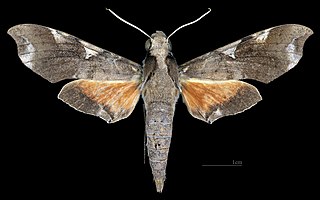 <i>Callionima acuta</i> Species of moth