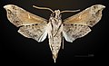 * Nomination Parce Sphinx Moth - Ventral side - Male. By User:Archaeodontosaurus --Olivier LPB 07:44, 27 June 2018 (UTC) * Promotion  Support Good quality. --George Chernilevsky 10:21, 27 June 2018 (UTC)