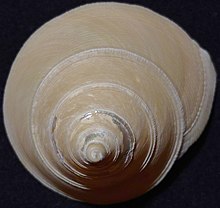 Calliostoma Scotti.jpg