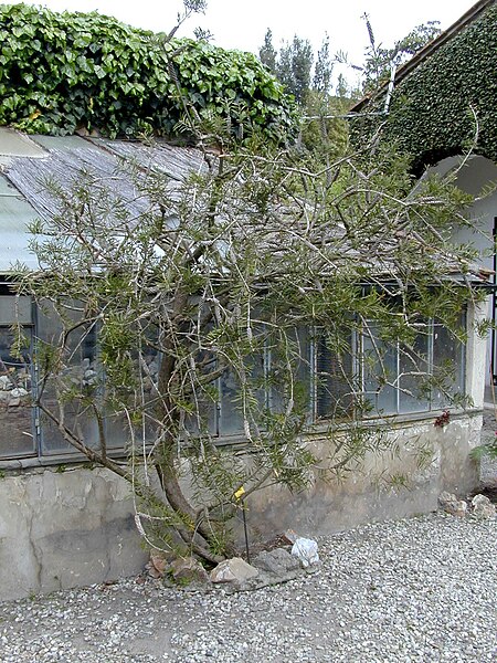 File:Callistemon rigidus 0.jpg