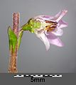 Kaluno (Calluna vulgaris) - sekco de la floro