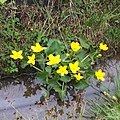 Caltha Palustris 1.jpg