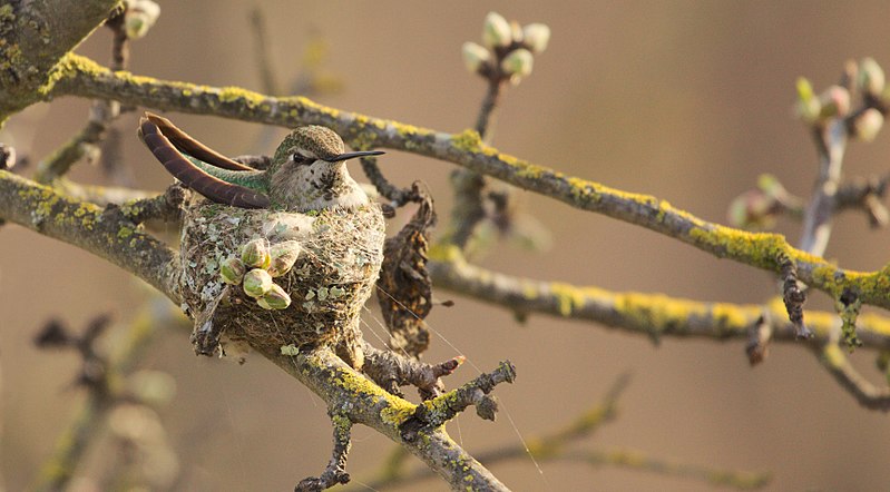 File:Calypte anna nest.jpg