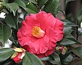 Camellia japonica 'The Czar'.jpg