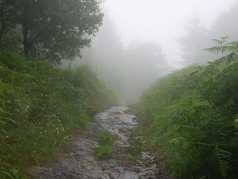 File:Camino niebla.JPG