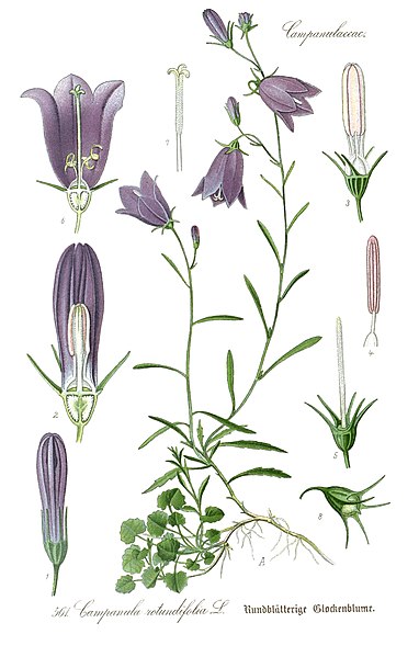 File:Campanula rotundifolia (Thomé Bd.4 1905, BHL-81515, Tafel 561) clean.jpg