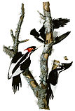 Ivory-billed woodpecker (Campephilus principalis) probably extinct