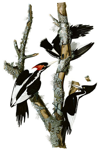 Plate from The Birds of America, featuring the extinct ivory-billed woodpecker