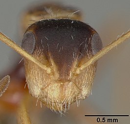 Camponotus tepicanus