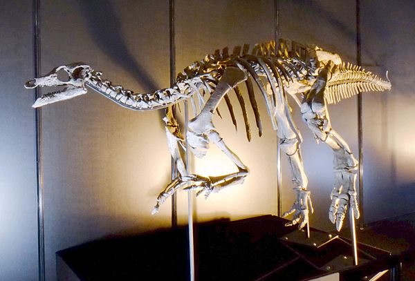 Camptosaurus dispar