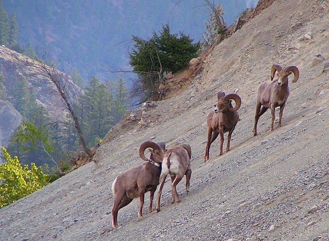 Kootenay Lake Provincial Park - Wikipedia