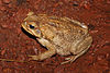 Canetoadfemale.jpg