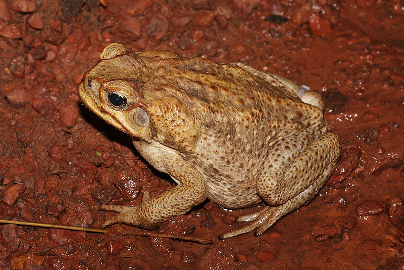 File:Canetoadfemale.jpg