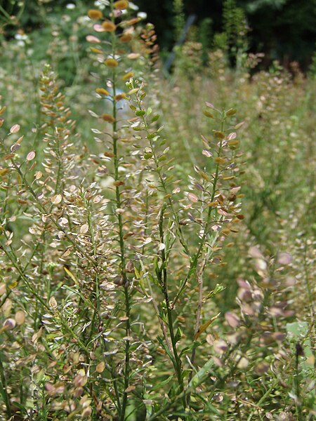 File:Capsella bursa-pasto-summer.jpg