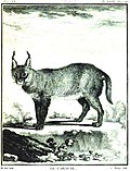 Miniatuur voor Bestand:Caracal Buffon1761 JacquesdeSève.jpg