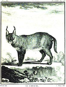 Gravure de Jacques de Sève du Caracal (1761).