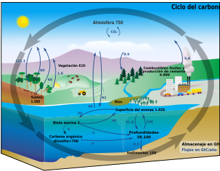 En particular la contaminación está afectando al ciclo del carbono: un ciclo biogeoquímico de gran importancia en la regulación del clima de la Tierra y en él se ven implicadas actividades esenciales para el sostenimiento de la vida. (Esquema original: earthobservatory.nasa.gov)