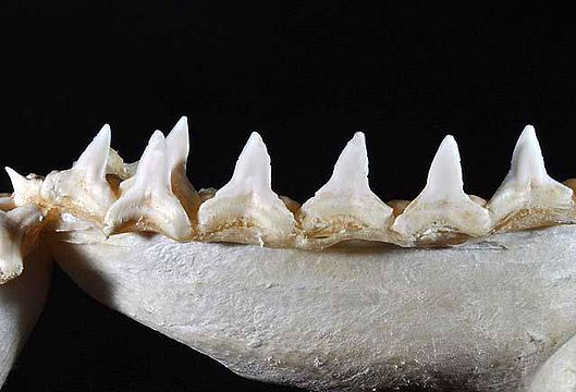 Зубы кошки и зубы акулы