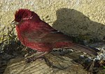 Thumbnail for Taiwan rosefinch