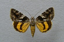 Catocala diversa.jpg