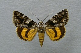 Catocala diversa