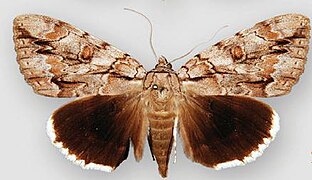 Catocala retecta