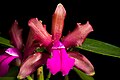 Cattleya bicolor subsp. bicolor