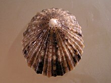 Cellana tramoserica 002.jpg