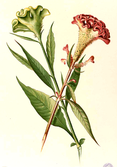 Celosia argentea var. cristata subvars.