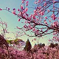 ブラジルの春、サンパウロに咲く桜