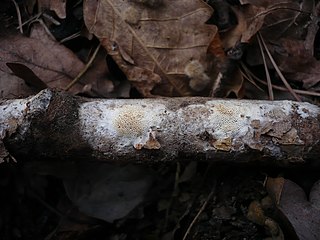 <i>Ceriporiopsis</i> Genus of fungi