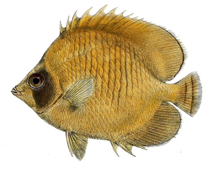 File:Chaetodon semilarvatus 1866.jpg