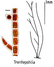 Chaetophoraandothergenera Trentepholia.jpg