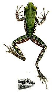 <i>Chalcorana macrops</i> Species of amphibian