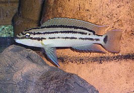 Chalinochromis